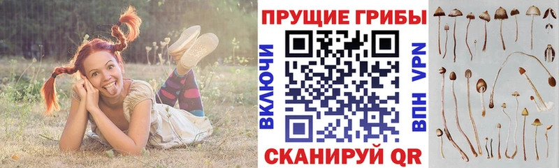 Псилоцибиновые грибы мухоморы  блэк спрут ССЫЛКА  Тогучин 